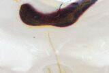 Polished Mookaite Jasper Slab - Australia #103333-1